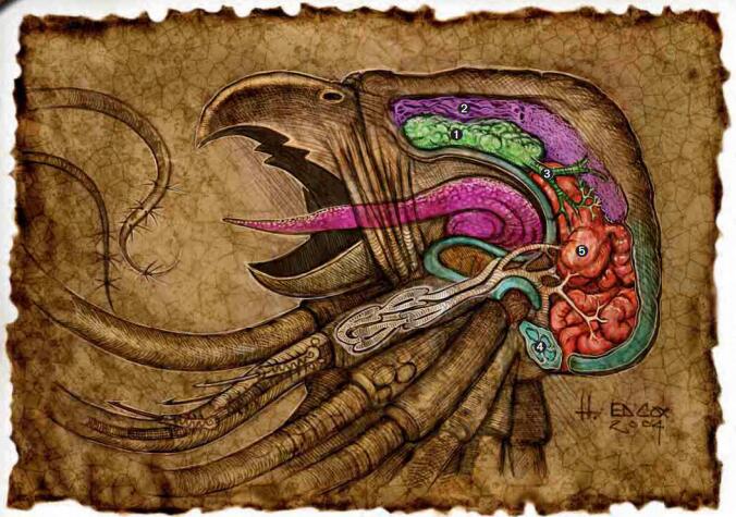 说明: E:\文件原档\未完成版\异怪之书(LoM)\0插图\触须怪生理.jpg